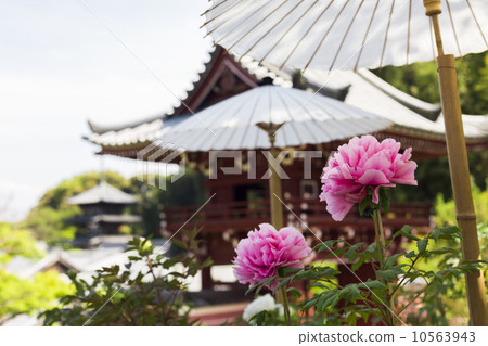 奧金寺和牡丹塔 10563943