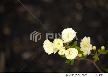 Rosa Bankschae Lutea Rosa Bankschae Lutea 10563959