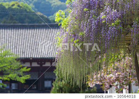 Main temple of Taima-ji and wisteria wisteria 10564018