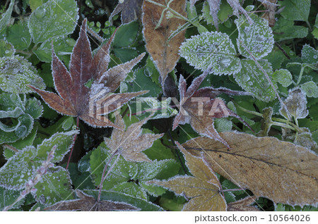 弗羅斯特秋天在Kaede下落的葉子的秋天圖像 10564026
