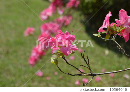 Pink azalea 10564046