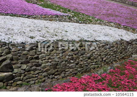 長澤寺的Misa櫻花 10564115