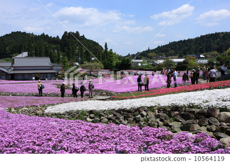 長澤寺的Misa櫻花 10564119