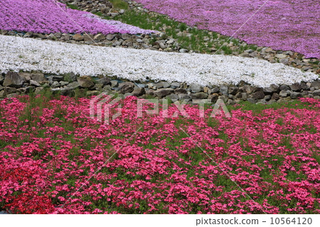 長澤寺的Misa櫻花 10564120