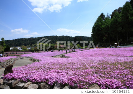 Misa cherry blossoms at Nagasawaji 10564121