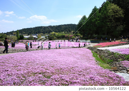 長澤寺的Misa櫻花 10564122