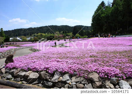 Misa cherry blossoms at Nagasawaji Misa cherry blossoms at Nagasawaji 10564171