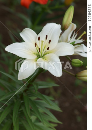 豪豬天空百合它是一個受歡迎的人,因為鮮花向上綻放。 豪豬天空百合它是一個受歡迎的人,因為鮮花向上綻放。 10564228