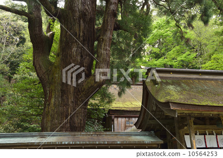 [Fukui Prefecture] Wakasahime Shrine and Millennium Cedar 10564253