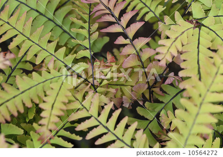 Peacock sea cucumber (peacock fern) Peacock sea cucumber (peacock fern) 10564272