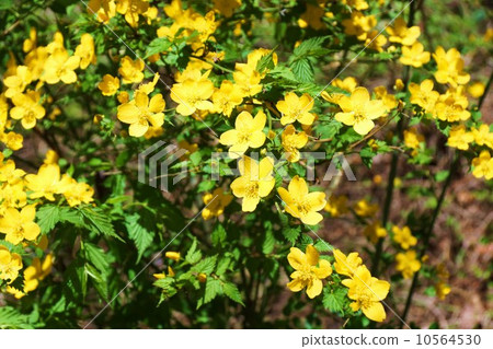 Yamabuki shining in golden color 10564530