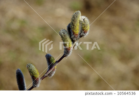 開花的貓燈籠Neko Nagisa沒有Hana 開花的貓燈籠Neko Nagisa沒有Hana 10564536