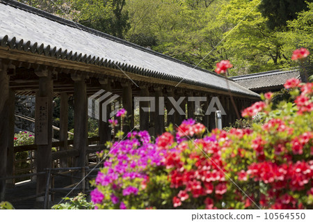 Entrance and azalea of Hasedera temple 10564550
