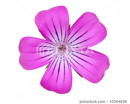 Agrostenma 10564698
