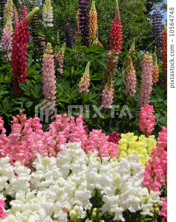 Lupine and goldfish grass 10564748