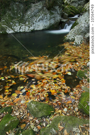 Hanazono Valley Momiji color flow Sweet colors of autumn leaves swirling around the edge of the clear stream 10564749
