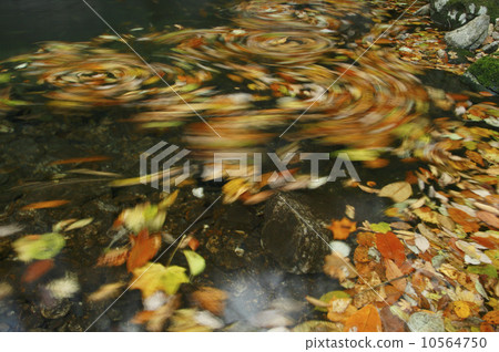 Hanazono Valley Momiji color flow Sweet colors of autumn leaves swirling around the edge of the clear stream 10564750
