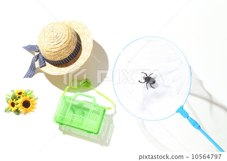 Insect collecting Insect collecting 10564797