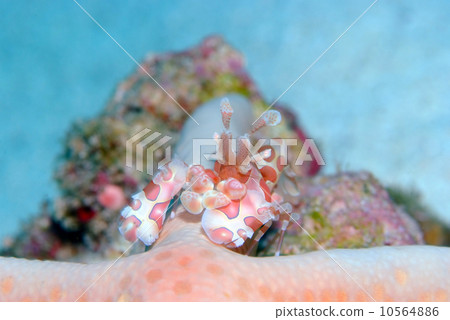 Horse deep-fried 10564886