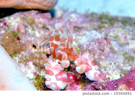 Horse deep-fried Horse deep-fried 10564891