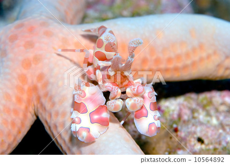 Horse deep-fried Horse deep-fried 10564892