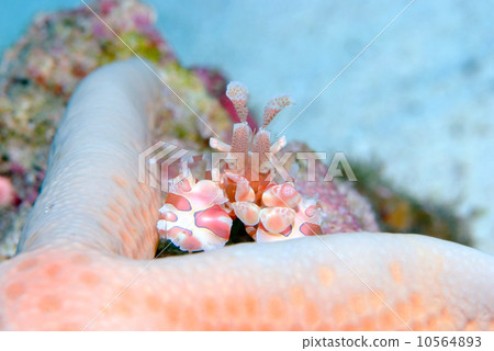 Horse deep-fried Horse deep-fried 10564893