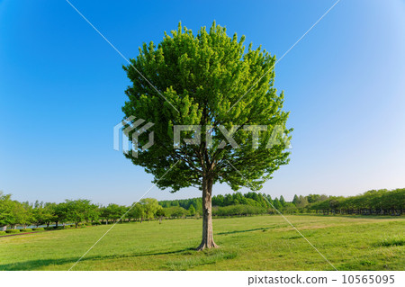 The young leaves and the fresh green of big Toukaede in the grassland of Misato Park The young leaves and the fresh green of big Toukaede in the grassland of Misato Park 10565095