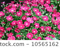 瓜葉菊 10565162