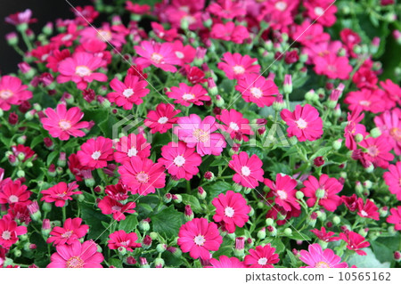 Cineraria 10565162
