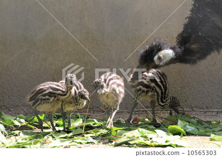 Emu's baby 10565303