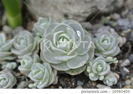 Ekaberia holding raindrops 10565403