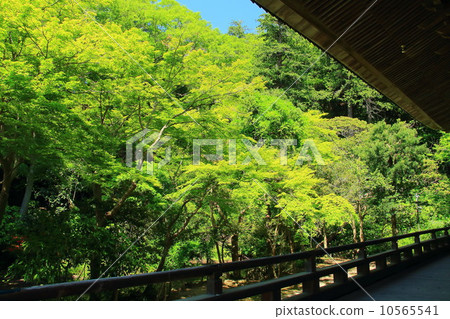 Fresh green in Myoboji temple 10565541