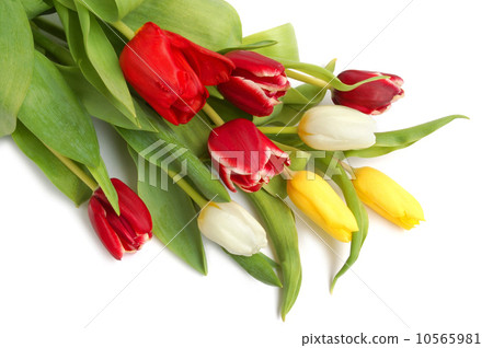 Colored tulips 10565981