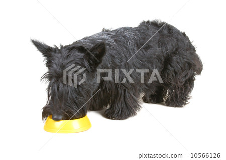 Scottish terrier Scottish terrier 10566126