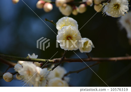 White plum 10576319