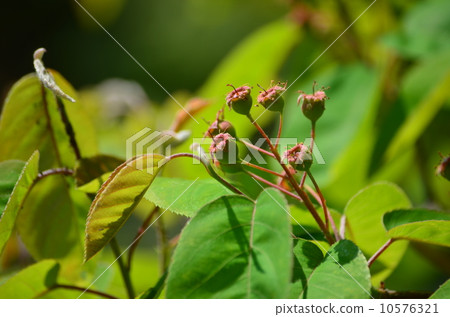 Seedsuckler Seedsuckler 10576321