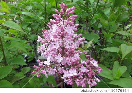 紫丁香 10576554
