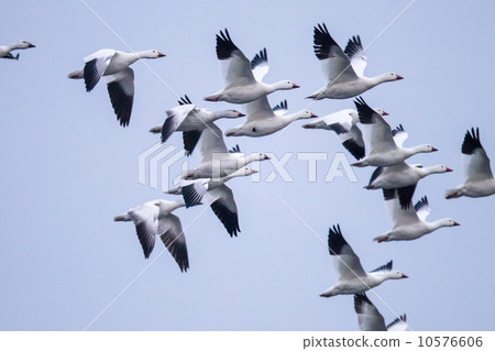 Hakugan Hakugan 10576606