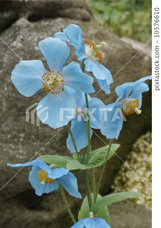 藍罌粟花01 藍罌粟花01 10576610
