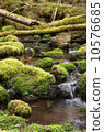 spring  10576685