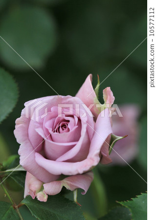 Lovely blue Lovely blue 10577112