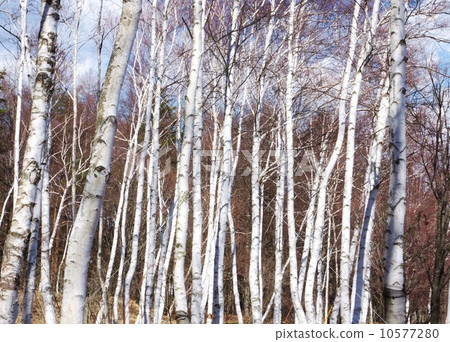 Tree background material - Bright white birch forest - Blue sky back side position Tree background material - Bright white birch forest - Blue sky back side position 10577280