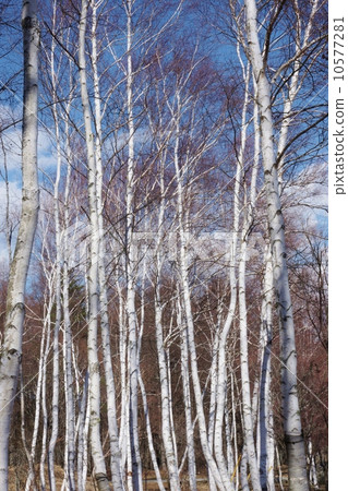 Tree background material - Bright white birch forest - Blue sky back vertical position 10577281