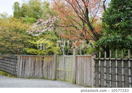 櫻花在Kyoto Katsura Rikyu 櫻花在Kyoto Katsura Rikyu 10577283