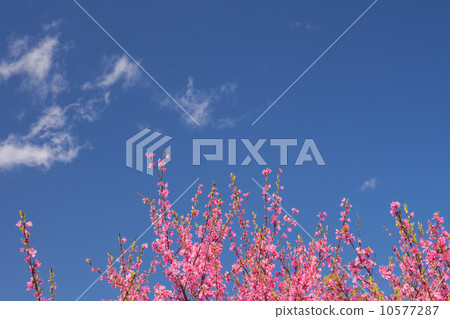 桃花和藍天 10577287