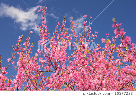 桃花 桃花 10577288