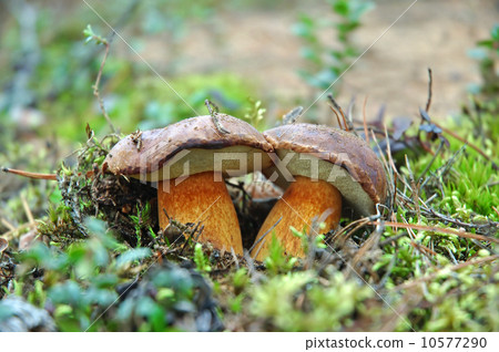 Two king boletus edulis Two king boletus edulis 10577290