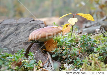 King bolete in the forest 10577291