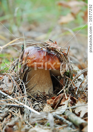 King bolete in the forest King bolete in the forest 10577292