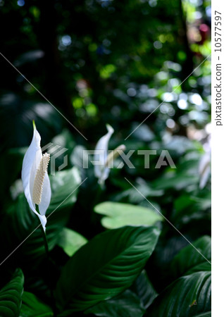 花朵 花 花卉 10577597